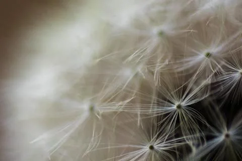 Macro shot of a dandelion Stock Photos