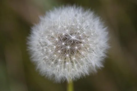 Macro Shot Of A Dandelion Puff Stock-Fotos