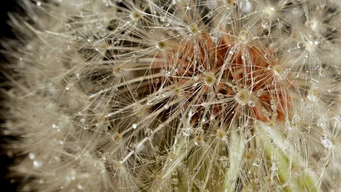 Macro shot of a Dandelion rotating Video stock 129975298