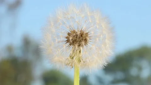 Macro shot of a Dandelion rotating Video stock 150633493
