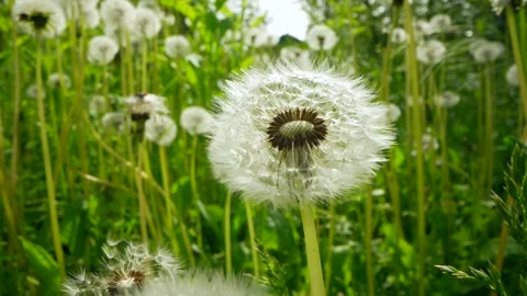 Macro Shot of Dandelion seed in field. close up shot of beautiful flower. Plant Stock Footage 264953173