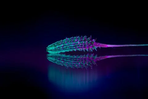 Macro Shot Of Dandelion Seed Stock Photos