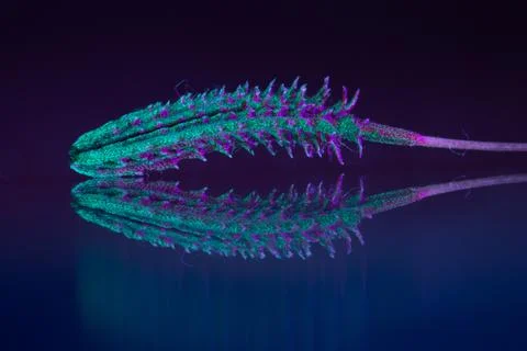 Macro Shot Of Dandelion Seed Stock Photos