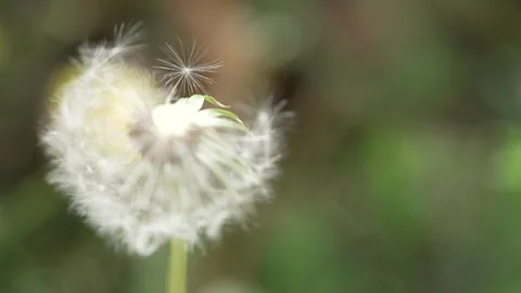 Macro Shot of Dandelion in slow motion Vídeos de archivo 264871971