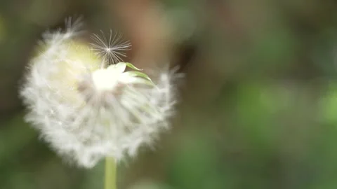 Macro Shot of Dandelion in slow motion Vídeos de archivo 264872183
