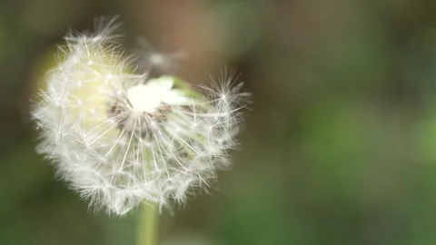 Macro Shot of Dandelion in slow motion Stock Footage 264872190