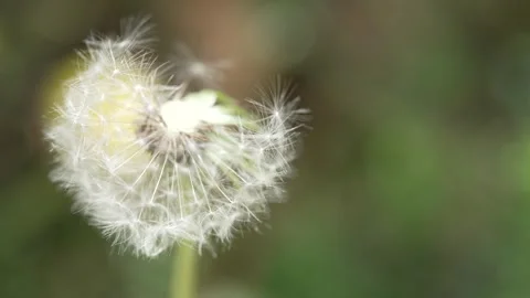 Macro Shot of Dandelion in slow motion Vídeos de archivo 264872293