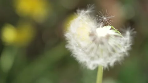 Macro Shot of Dandelion in slow motion Vídeos de archivo 264872609