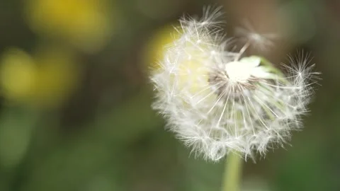 Macro Shot of Dandelion in slow motion Видео 264872797