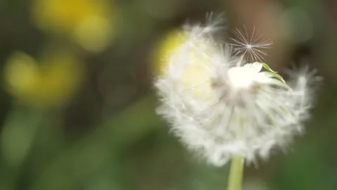 Macro Shot of Dandelion in slow motion Vídeos de archivo 264872822