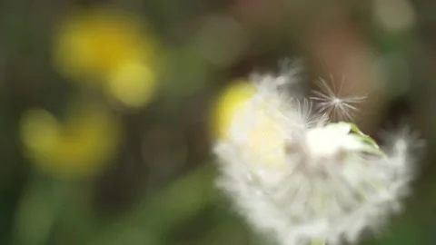 Macro Shot of Dandelion in slow motion Stock Footage 264872962