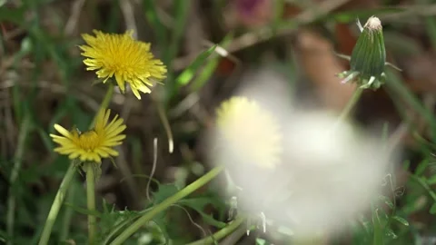Macro Shot of Dandelion in slow motion Stock Footage 264873031