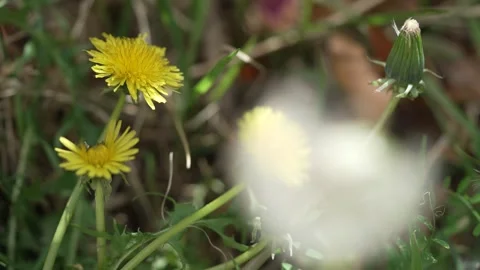 Macro Shot of Dandelion in slow motion 스톡 동영상 264873048