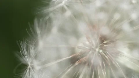 Macro Shot of Dandelion in slow motion Stock Footage 264873192