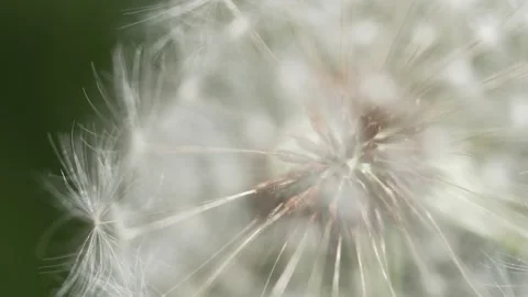 Macro Shot of Dandelion in slow motion Vídeos de archivo 264873255