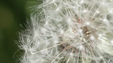 Macro Shot of Dandelion in slow motion Vídeos de archivo 264873467
