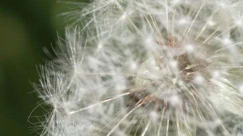 Macro Shot of Dandelion in slow motion Vídeos de archivo 264873552