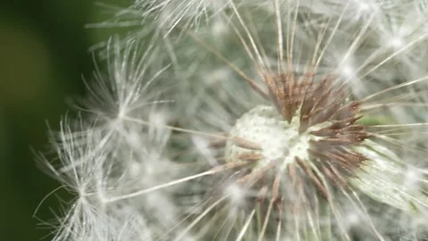 Macro Shot of Dandelion in slow motion 스톡 동영상 264873569