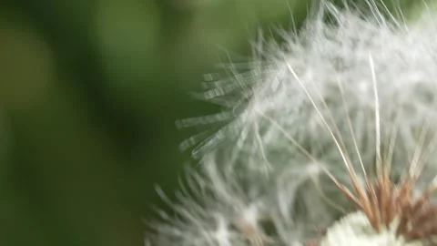 Macro Shot of Dandelion in slow motion Video stock 264873646