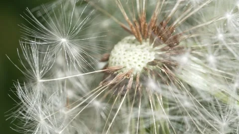 Macro Shot of Dandelion in slow motion Stock Footage 264873647