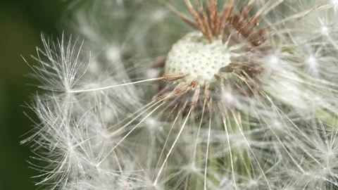 Macro Shot of Dandelion in slow motion Vídeos de archivo 264873736