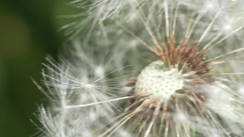 Macro Shot of Dandelion in slow motion Stock Footage 264873739