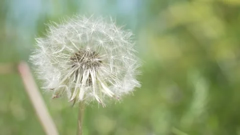 Macro Shot of Dandelion in slow motion Stock Footage 264873782