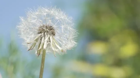 Macro Shot of Dandelion in slow motion Stock Footage 264873909