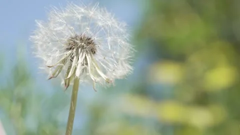 Macro Shot of Dandelion in slow motion 库存影片 264873916