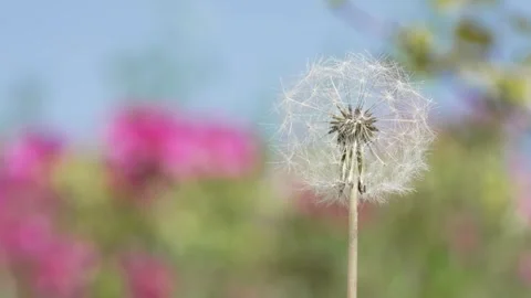 Macro Shot of Dandelion in slow motion Vídeos de archivo 264874092