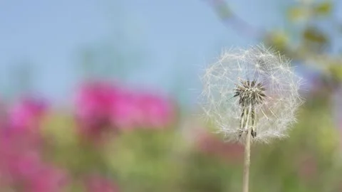 Macro Shot of Dandelion in slow motion Vídeos de archivo 264874093