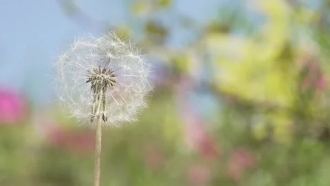 Macro Shot of Dandelion in slow motion Vídeos de archivo 264874283
