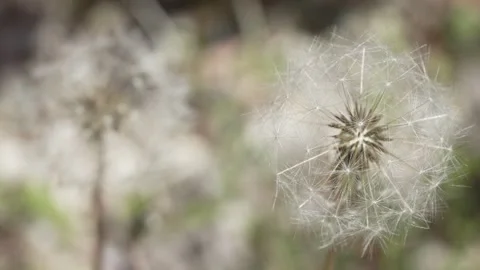 Macro Shot of Dandelion in slow motion 스톡 동영상 264874519