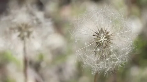 Macro Shot of Dandelion in slow motion 스톡 동영상 264874525