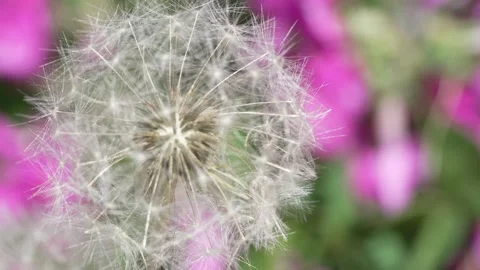 Macro Shot of Dandelion in slow motion Stock Footage 264874675