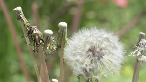 Macro Shot of Dandelion in slow motion Stock Footage 264874843