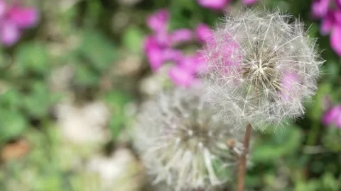 Macro Shot of Dandelion in slow motion Vídeos de archivo 264874914