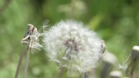 Macro Shot of Dandelion in slow motion Vídeos de archivo 264875056