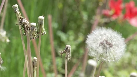 Macro Shot of Dandelion in slow motion Stock Footage 264875069