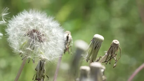 Macro Shot of Dandelion in slow motion 動画素材 264875786