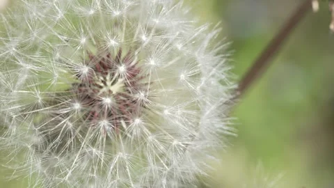 Macro Shot of Dandelion in slow motion Vídeos de archivo 264876864