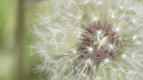Macro Shot of Dandelion in slow motion Vídeos de archivo 264876912