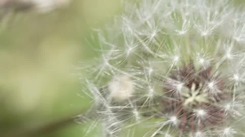 Macro Shot of Dandelion in slow motion 動画素材 264876978