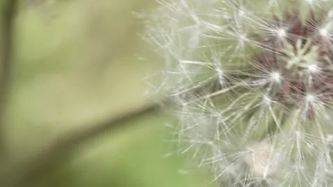 Macro Shot of Dandelion in slow motion Vídeos de archivo 264877122