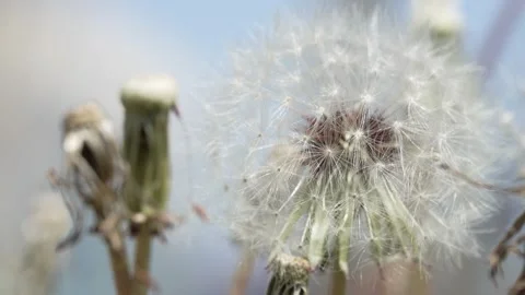 Macro Shot of Dandelion in slow motion Видео 264877284
