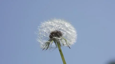 Macro Shot of Dandelion in slow motion Vídeos de archivo 264877561