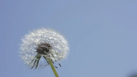 Macro Shot of Dandelion in slow motion Vídeos de archivo 264877567