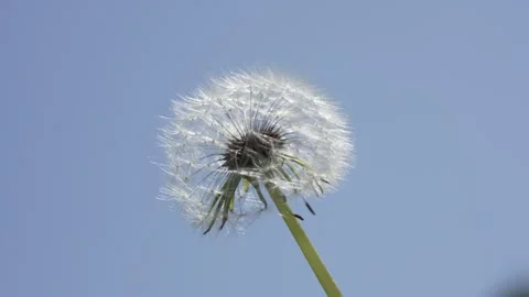 Macro Shot of Dandelion in slow motion Stock Footage 264877595