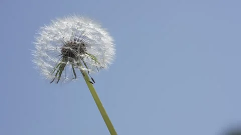 Macro Shot of Dandelion in slow motion 스톡 동영상 264877600