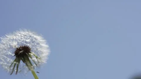 Macro Shot of Dandelion in slow motion 스톡 동영상 264877717
